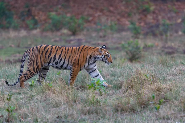 Tigre Tigre Bengale Panthera Tigris Tigre Traînant Dans Parc National — Photo