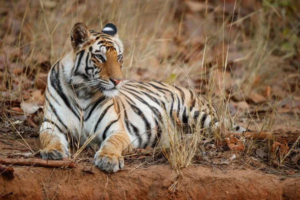 Tiger Bengalisk Tiger Panthera Tigris Tigris Hängande Bandhavgarh National Park — Stockfoto