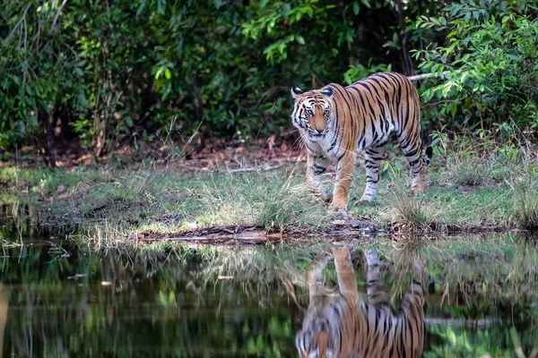 Tiger Bengal Tiger Panthera Tigris Tigris Hanging Bandhavgarh National Park — Stock Photo, Image