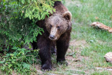 Kahverengi Ayı (Ursus arctos) Bayerischer Wald Ulusal Parkı, Bayern, Almanya