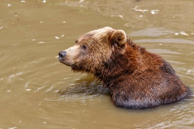Kahverengi Ayı (Ursus arctos) Bayerischer Wald Ulusal Parkı, Bayern, Almanya