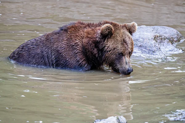 stock image Brown Bear (Ursus arctos) hanging around in the Bayerischer Wald National Park, Bayern, Germany