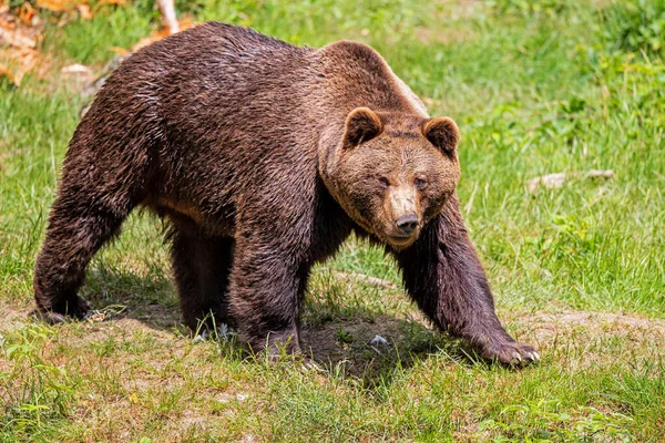 Urso Castanho Ursus Arctos Pendurado Parque Nacional Bayerischer Wald Bayern — Fotografia de Stock