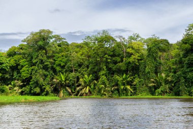 Kosta Rika 'daki Tortuguero Ulusal Parkı' ndaki bir tekneden görülen güzel yemyeşil tropikal orman manzarası