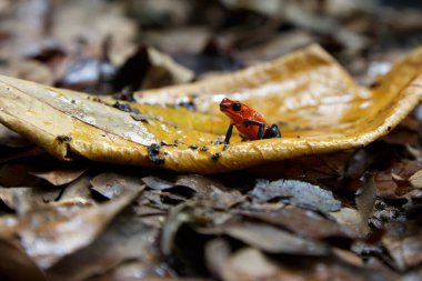 Kosta Rika 'daki Sarapiqui yağmur ormanının zemininde oturan mavi kot pantolon veya Çilek Zehirli Kurbağa (Dendrobates pumilio)