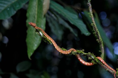 Orta Amerika Ağaç Boa 'sı, Corallus Annulatus, yaygın ağaç boa' sı, Trinidad Ağacı boa 'sı ya da Kosta Rika ormanındaki bir dala asılı ağaç boa' sı olarak da bilinir.