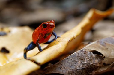 Blue-jeans Frog or Strawberry Poison-dart Frog (Dendrobates pumilio) sitting on the ground of the rainforest in Sarapiqui in Costa clipart