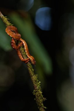 Orta Amerika Ağaç Boa 'sı, Corallus Annulatus, yaygın ağaç boa' sı, Trinidad Ağacı boa 'sı ya da Kosta Rika ormanındaki bir dala asılı ağaç boa' sı olarak da bilinir.