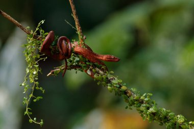 Orta Amerika Ağaç Boa 'sı, Corallus Annulatus, yaygın ağaç boa' sı, Trinidad Ağacı boa 'sı ya da Kosta Rika ormanındaki bir dala asılı ağaç boa' sı olarak da bilinir.