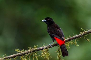 Yoldan geçen Tanager (Ramphocelus passerinii) Kosta Rika yağmur ormanlarında yiyecek arar.