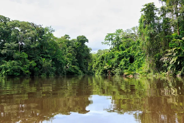 Beautiful lush green tropical forest jungle scenery seen from a boat in Tortuguero National Park in Costa Rica
