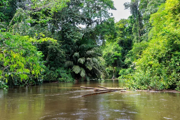 Beautiful Lush Green Tropical Forest Jungle Scenery Seen Boat Tortuguero — Stock Photo, Image