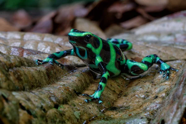 Yeşil Siyah Zehirli Kurbağası Dendrobates Auratus Kosta Rika Yakınlarındaki Sarapiqui — Stok fotoğraf
