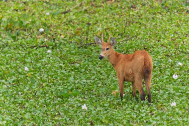 Pampas Geyiği (Özotoceros bezoarticus) Brezilya 'daki Pantanal Bataklıkları' nda yemek yiyor