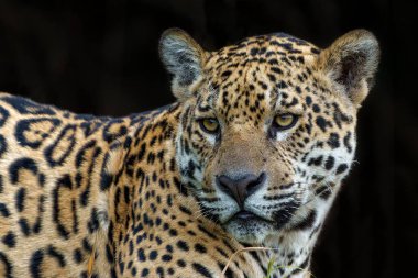 Jaguar portresi. Jaguar (Panthera onca) Brezilya 'nın Mata Grosso kentindeki Kuzey Pantanal' da dinleniyor.