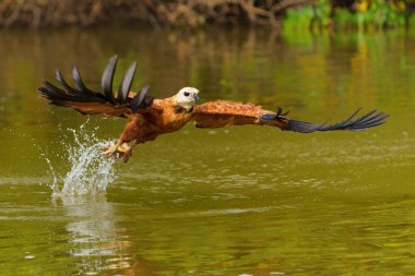 Kara Yakalı Şahin (busarellus nigricollis) Brezilya 'daki Pantanal Bataklıkları' nda bir balığı sudan çıkarıyor.