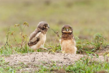 Kazıcı baykuş (Athene cunicularia). Brezilya 'da Kuzey Pantanal' da bir çukur üzerinde duran küçük civcivler