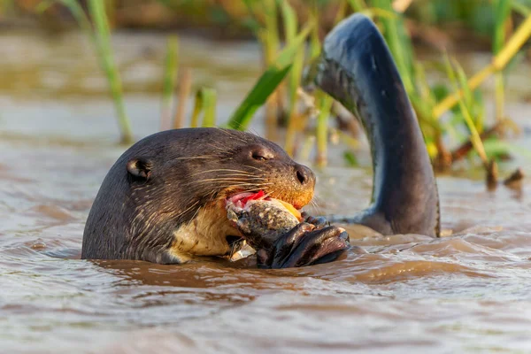 Giant River Otter Pteronura Brasiliensis Hunting Eating Fish Matto Grosso — 图库照片