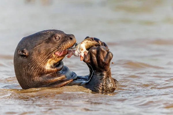 Giant River Otter Pteronura Brasiliensis Hunting Eating Fish Matto Grosso — Stock Photo, Image