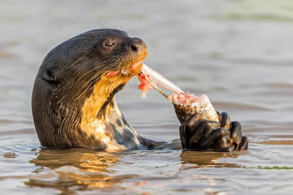 Giant River Otter Pteronura Brasiliensis Berburu Dan Makan Ikan Matto — Stok Foto