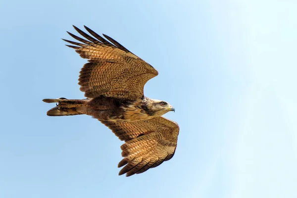 Savanna Hawk Buteogallus Meridionalis Sobrevoando Zonas Húmidas Pantanal Brasil — Fotografia de Stock