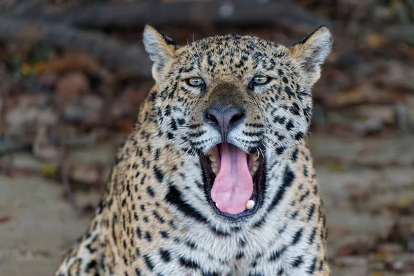 Retrato Jaguar Jaguar Panthera Onca Descansando Pantanal Norte Mata Grosso — Fotografia de Stock