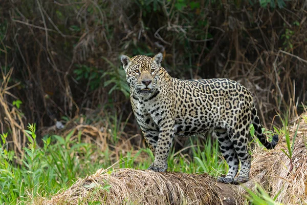 Jaguar Panthera Onca Caccia Nel Pantanal Settentrionale Mata Grosso Brasile — Foto Stock