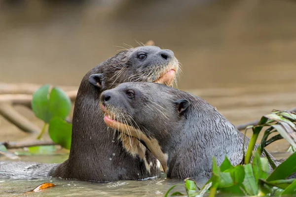 Giant River Otter Pteronura Brasiliensis Jagen Eten Van Vis Matto — Stockfoto