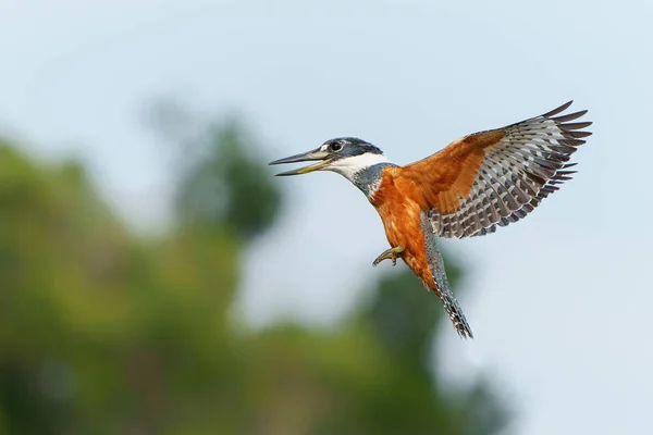 Ringed Kingfisher Megaceryle Torquata Pesca Rio Nas Zonas Húmidas Pantanal — Fotografia de Stock