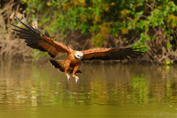 Black Collared Hawk Busarellus Nigricollis Vytahuje Rybu Vody Mokřinách Pantanal — Stock fotografie