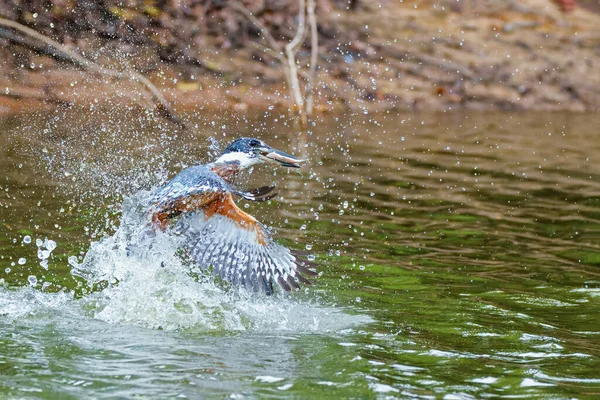 Ringed Kingfisher Megaceryle Torquata Memancing Sungai Daerah Basah Pantanal Brazil — Stok Foto