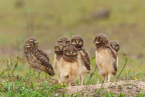 Burrowing Owl Athene Cunicularia One Parents Small Chicks Standing Burrow — Stock Photo, Image