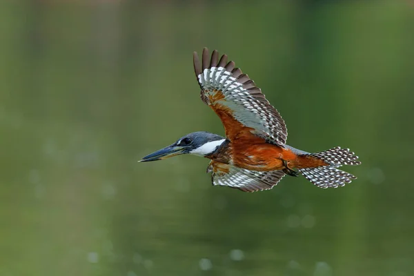 Ringed Kingfisher Megaceryle Torquata Memancing Sungai Daerah Basah Pantanal Brazil Stok Foto