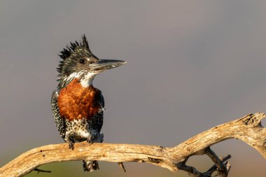 Giant Kingfisher (Megaceryle maxima) sitting on a branch in Zimanga game reserve near Mkuze in South Africa clipart