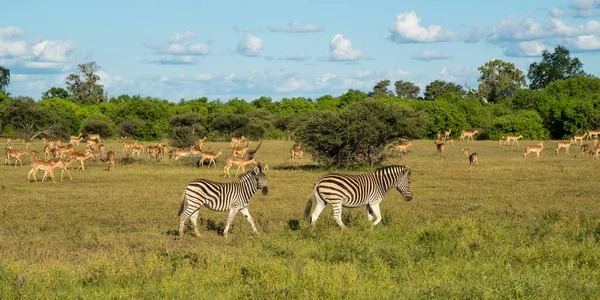 Zebra Berjalan Pemandangan Indah Mashtu Game Reserve Blok Tuli Botswana — Stok Foto