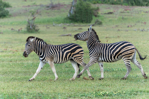 Zebra walking in the beautiful landscape of Mashtu Game Reserve in the Tuli Block in Botswana
