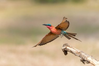 Güney Carmine Arı Yiyen (Merops nubicoides) Botswana 'daki Tuli Bloğunda Mashatu Oyun Rezervinde uçuyor
