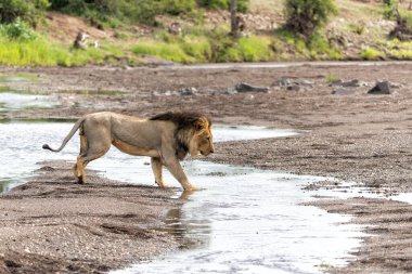 Aslan (Panthera leo) Botswana 'daki Tuli Bloğunda Mashatu Oyun Alanı' nda erkek avı