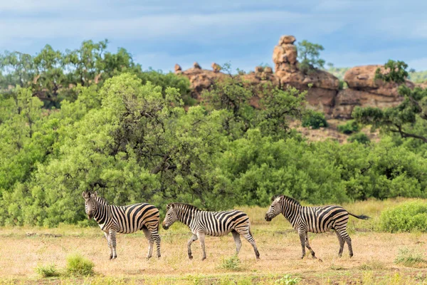 Зебра Прогуливается Живописному Ландшафту Природного Заповедника Машту Квартале Тули Ботсване — стоковое фото