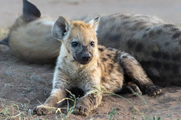 Playful Spotted Hyena Štěně Probuzení Východem Slunce Mashatu Game Reserve — Stock fotografie