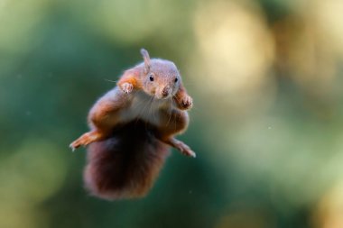  Hollanda 'daki Noord Brabant ormanına atlayan Avrasya kızıl sincabı (Sciurus vulgaris). Yeşil arkaplan.