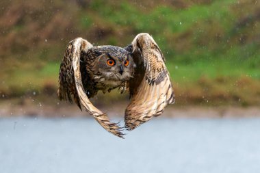 Hollanda 'nın Gelderland şehrinde yağmurlu bir günde bir gölün üzerinde uçan Avrupa Kartal Baykuşu (Bubo bubo).                             