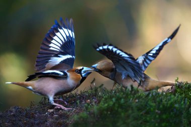 Hollanda 'daki Noord Brabant ormanında savaşan erkek ispinozlar (Coccothraustes coccothraustes).                               
