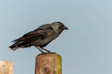   Avrasya kargası, Avrupa kargası ya da Hollanda 'da ilkbaharda çitlerin üzerinde oturan karga (Coloeus monedula) olarak da bilinir.                             