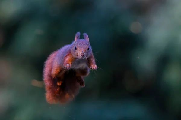 Eurasian Red Squirrel Sciurus Vulgaris Jumping Forest Noord Brabant Netherlands — Stock Photo, Image