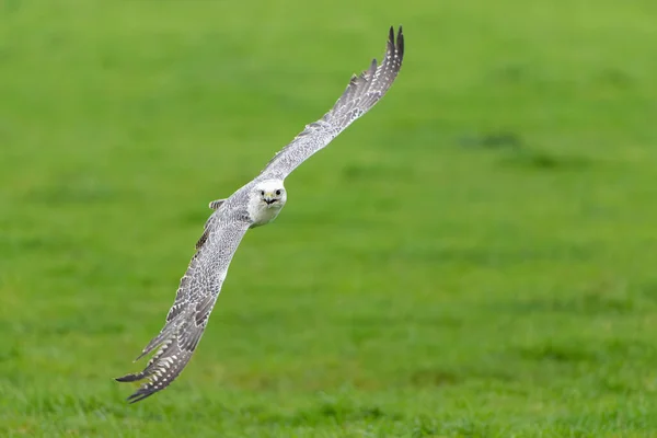 Gyrfalcon Falco Rusticolus Найбільший Видів Соконів Літає Нідерландах — стокове фото