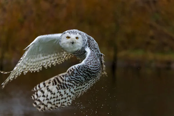 Snowy Owl Bubo Scandiacus Flying Rainy Day Winter Netherlands — Stock Photo, Image