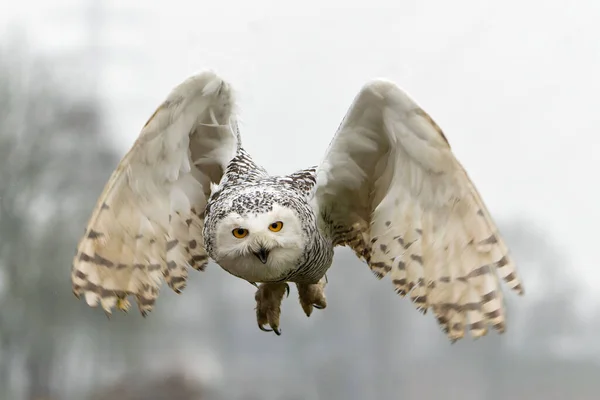 Snowy Owl Bubo Skandiacus Létání Deštivého Dne Zimě Nizozemsku — Stock fotografie