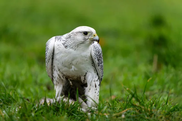 Gyrfalcon Falco Rusticolus Крупнейший Видов Соколов Ест Лугу Нидерландах — стоковое фото