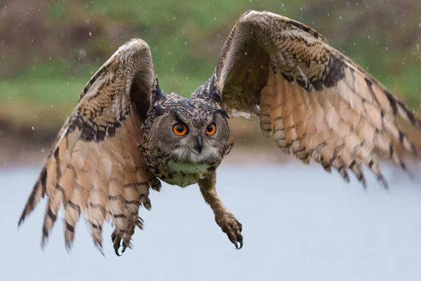 European Eagle Owl Bubo Bubo Flying Lake Rainy Day Gelderland — Stock Photo, Image